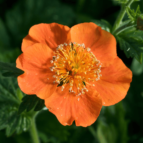 Des images de diffrentes plantes